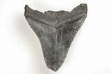 Bargain, 3.97" Fossil Megalodon Tooth - South Carolina - #196850-1